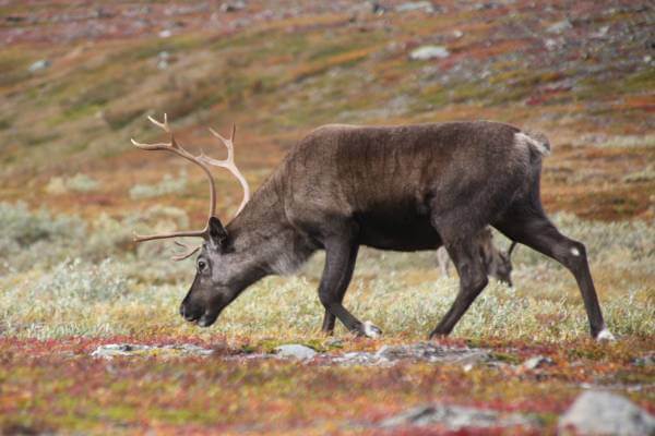 Reno en el Kungsleden