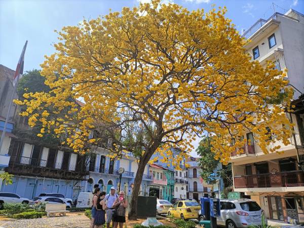 Guayacán (Tabebuia guayacan)