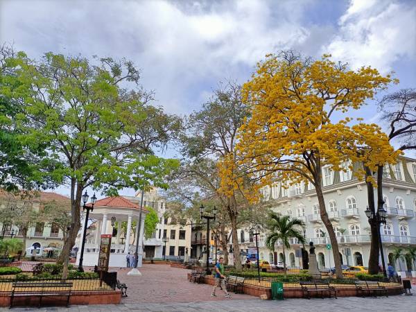 Guayacán (Tabebuia guayacan)