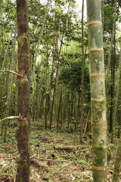 Guadua angustifolia
